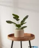 EGLO 428146 Virágcserép Ø17cm Parkent
