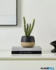 EGLO 428494 Szukkulens cserépben 20cm Yulara